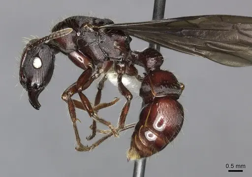 Gnamptogenys alfaroi specimen INB0003662376 image inb0003662376_3