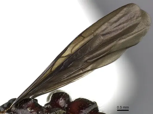 Gnamptogenys alfaroi specimen INB0003662376 image inb0003662376_4