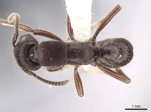 Gnamptogenys alfaroi specimen INBIOCRI001281006 image inbiocri001281006_1