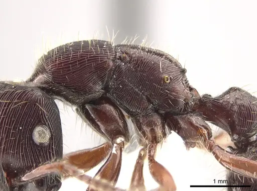 Gnamptogenys alfaroi specimen INBIOCRI001281006 image inbiocri001281006_5