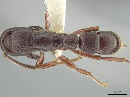 Gnamptogenys alfaroi specimen INBIOCRI001281829 image inbiocri001281829_1