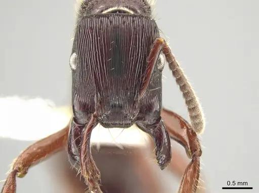 Gnamptogenys alfaroi specimen INBIOCRI001281829 image inbiocri001281829_2