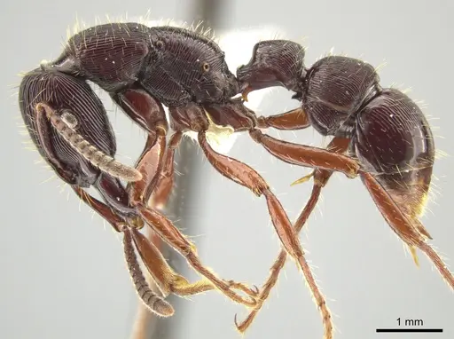 Gnamptogenys alfaroi specimen INBIOCRI001281829 image inbiocri001281829_3