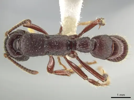 Gnamptogenys alfaroi specimen JTLC000007192 image jtlc000007192_1
