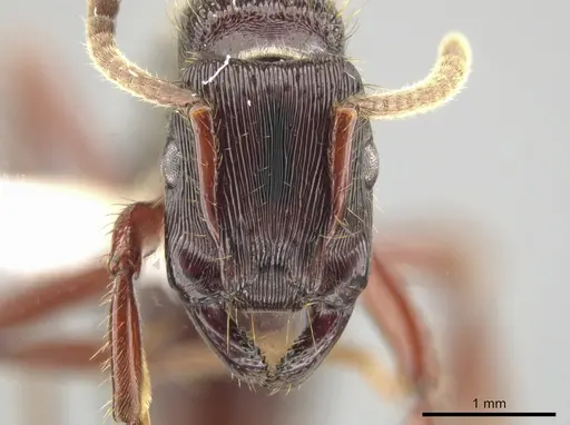 Gnamptogenys alfaroi specimen JTLC000007192 image jtlc000007192_2