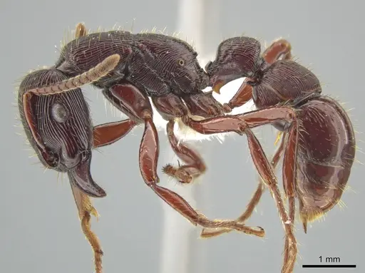 Gnamptogenys alfaroi specimen JTLC000007192 image jtlc000007192_3