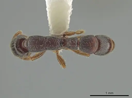 Gnamptogenys andersoni specimen CASENT0610799 image casent0610799_1