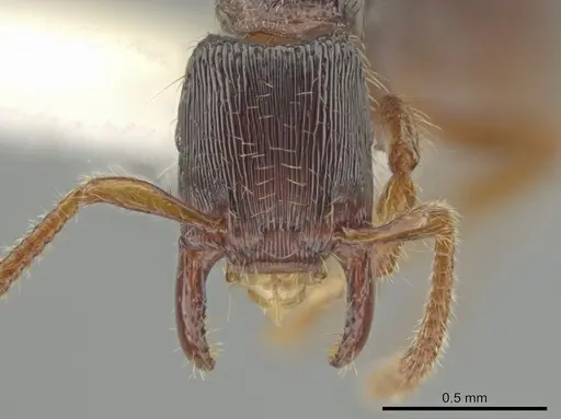 Gnamptogenys andersoni specimen CASENT0610799 image casent0610799_2