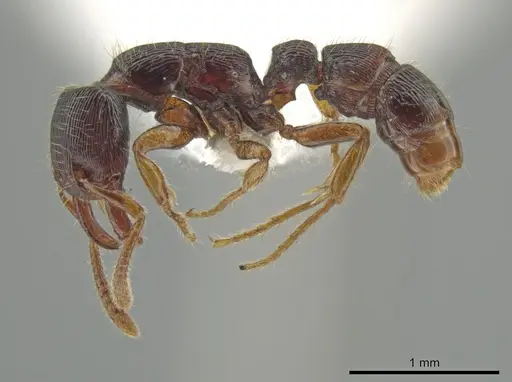 Gnamptogenys andersoni specimen CASENT0610799 image casent0610799_3