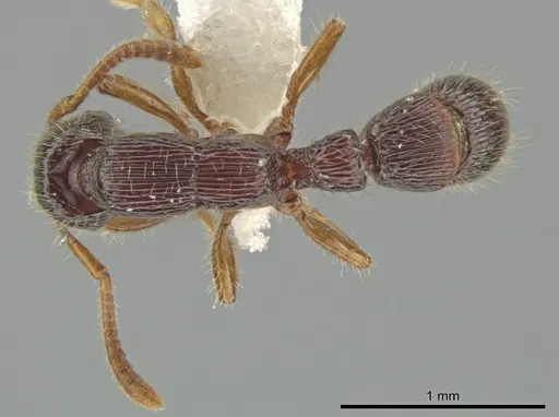 Gnamptogenys andersoni specimen CASENT0611555 image casent0611555_1