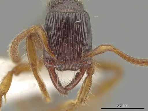 Gnamptogenys andersoni specimen CASENT0611555 image casent0611555_2