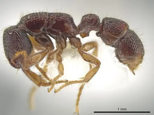 Gnamptogenys andersoni specimen CASENT0611555 image casent0611555_3