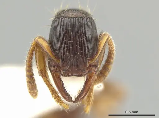Gnamptogenys andersoni specimen CASENT0612420 image casent0612420_1