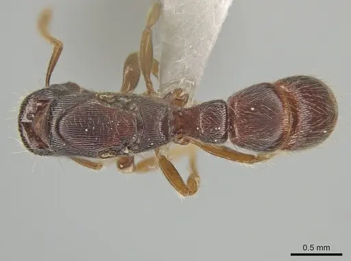 Gnamptogenys andersoni specimen CASENT0618397 image casent0618397_1