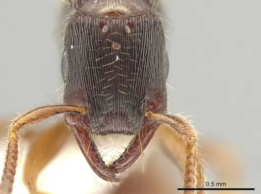Gnamptogenys andersoni specimen CASENT0618397 image casent0618397_2