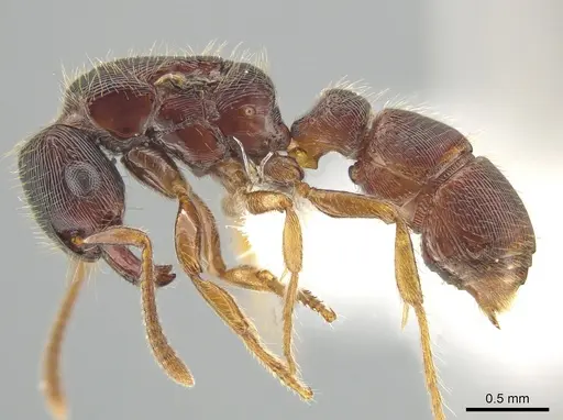 Gnamptogenys andersoni specimen CASENT0618397 image casent0618397_3