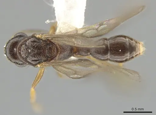 Gnamptogenys andersoni specimen CASENT0618814 image casent0618814_1