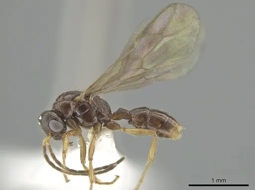 Gnamptogenys andersoni specimen CASENT0618814 image casent0618814_3