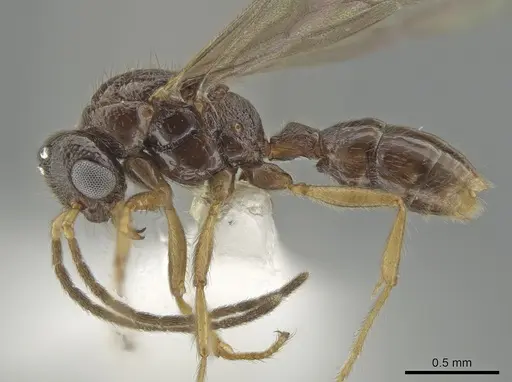 Gnamptogenys andersoni specimen CASENT0618814 image casent0618814_4