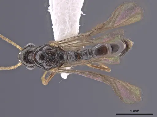 Gnamptogenys andersoni specimen CASENT0627719 image casent0627719_1