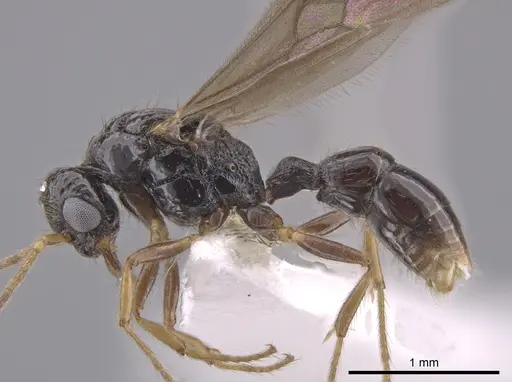 Gnamptogenys andersoni specimen CASENT0627719 image casent0627719_3