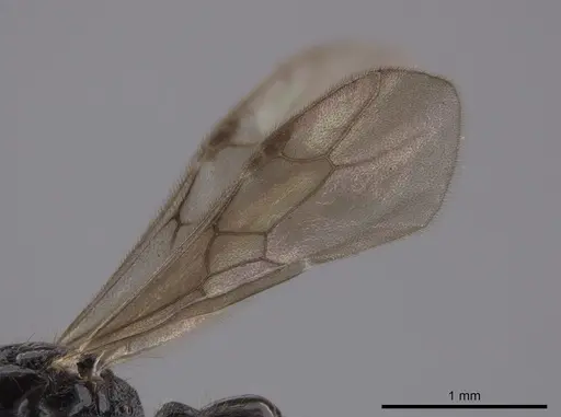 Gnamptogenys andersoni specimen CASENT0627719 image casent0627719_4