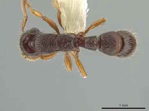 Gnamptogenys andersoni specimen CASENT0628908 image casent0628908_1