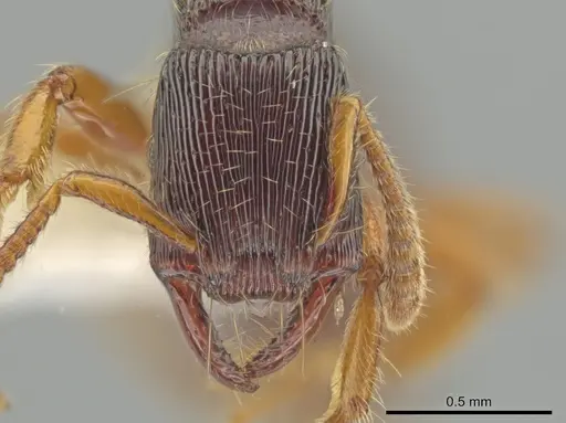 Gnamptogenys andersoni specimen CASENT0628908 image casent0628908_2