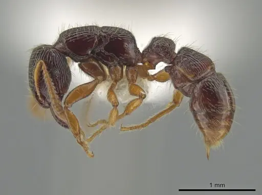 Gnamptogenys andersoni specimen CASENT0628908 image casent0628908_3