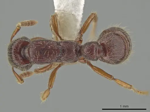 Gnamptogenys andersoni specimen CASENT0635138 image casent0635138_1
