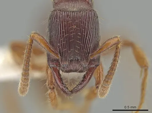 Gnamptogenys andersoni specimen CASENT0635138 image casent0635138_2
