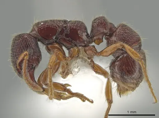 Gnamptogenys andersoni specimen CASENT0635138 image casent0635138_3