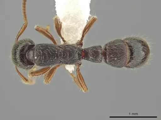 Gnamptogenys andersoni specimen CASENT0649815 image casent0649815_1