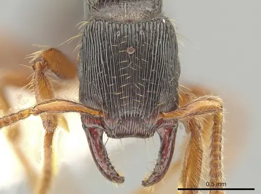 Gnamptogenys andersoni specimen CASENT0649815 image casent0649815_2