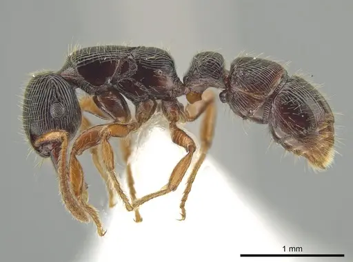 Gnamptogenys andersoni specimen CASENT0649815 image casent0649815_3