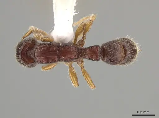 Gnamptogenys andersoni specimen ICN103567 image icn103567_1