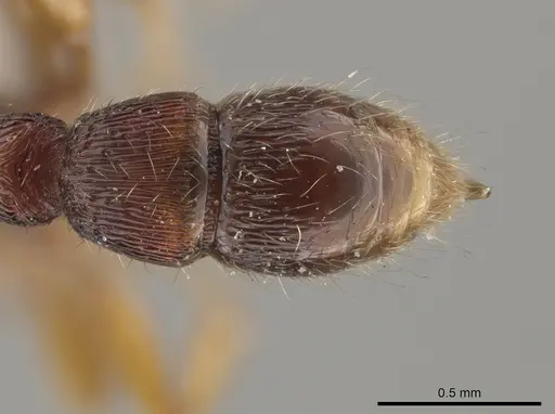 Gnamptogenys andersoni specimen ICN103567 image icn103567_2