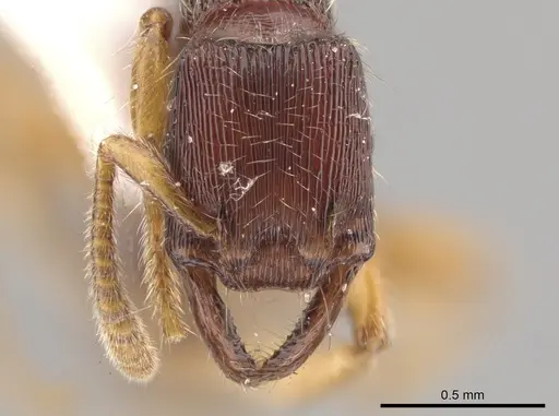 Gnamptogenys andersoni specimen ICN103567 image icn103567_3
