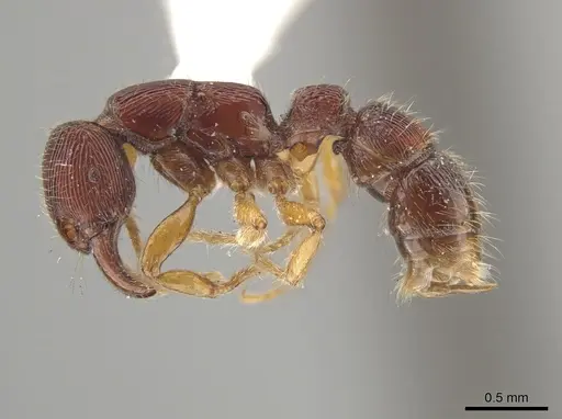 Gnamptogenys andersoni specimen ICN103567 image icn103567_4