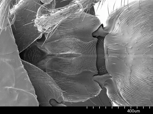 Gnamptogenys annulata specimen ANTWEB1008528 image antweb1008528_1
