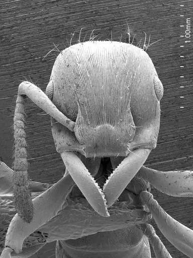 Gnamptogenys annulata specimen ANTWEB1008528 image antweb1008528_2