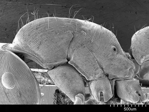 Gnamptogenys annulata specimen ANTWEB1008528 image antweb1008528_3