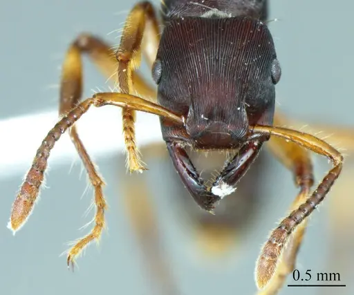 Gnamptogenys annulata specimen ANTWEB1041413 image antweb1041413_1