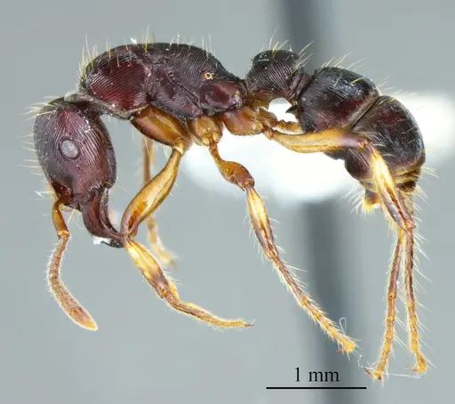 Gnamptogenys annulata specimen ANTWEB1041413 image antweb1041413_2