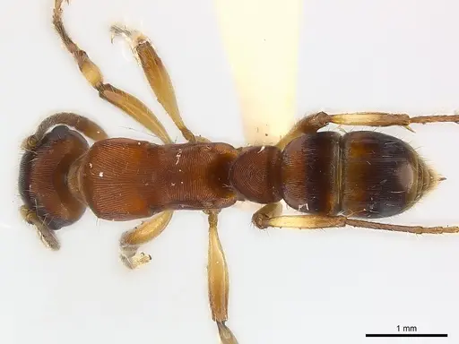 Gnamptogenys annulata specimen CASENT0179999 image casent0179999_1