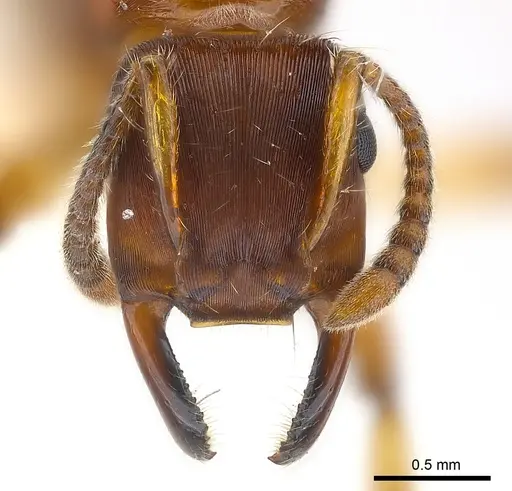 Gnamptogenys annulata specimen CASENT0179999 image casent0179999_2
