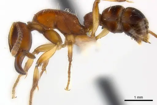 Gnamptogenys annulata specimen CASENT0179999 image casent0179999_3