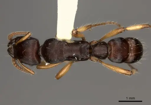Gnamptogenys annulata specimen CASENT0217480 image casent0217480_1