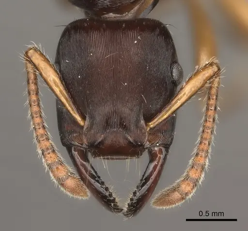Gnamptogenys annulata specimen CASENT0217480 image casent0217480_2