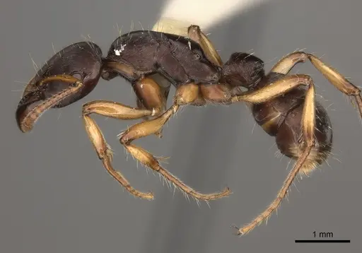 Gnamptogenys annulata specimen CASENT0217480 image casent0217480_3